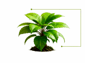 Planta sem fundo para site com linha verde ligando