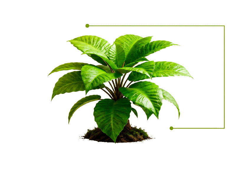 Planta sem fundo para site com linha verde ligando
