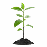 Planta em terra florescendo