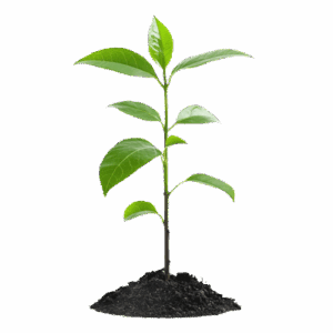 Planta em terra florescendo