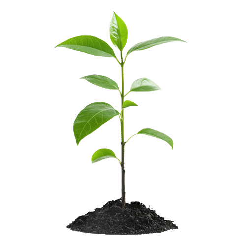 Planta em terra florescendo