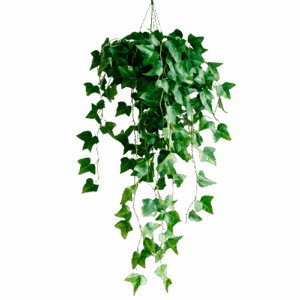 Planta em formato de cascada penduradas no vaso de plantas verdes