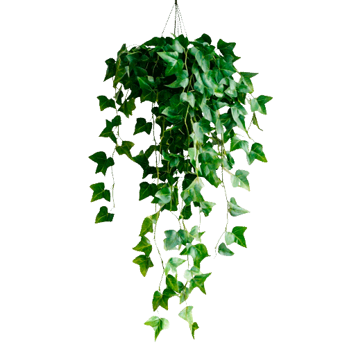 Planta em formato de cascada penduradas no vaso de plantas verdes